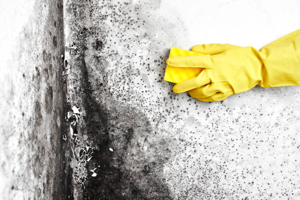 Best Basement Mold Remediation in Travis Ranch, TX