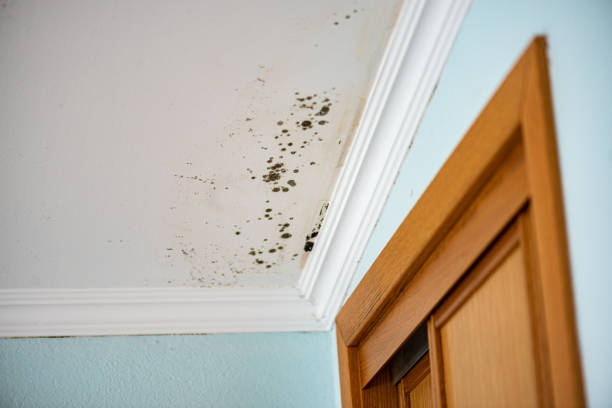 Best Bathroom Mold Remediation in Travis Ranch, TX