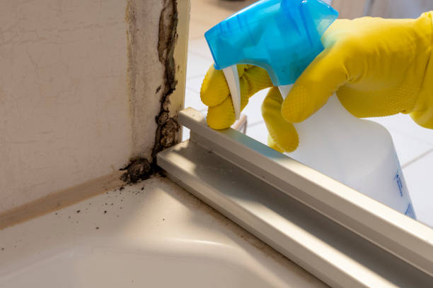 Best HVAC Mold Remediation in Travis Ranch, TX